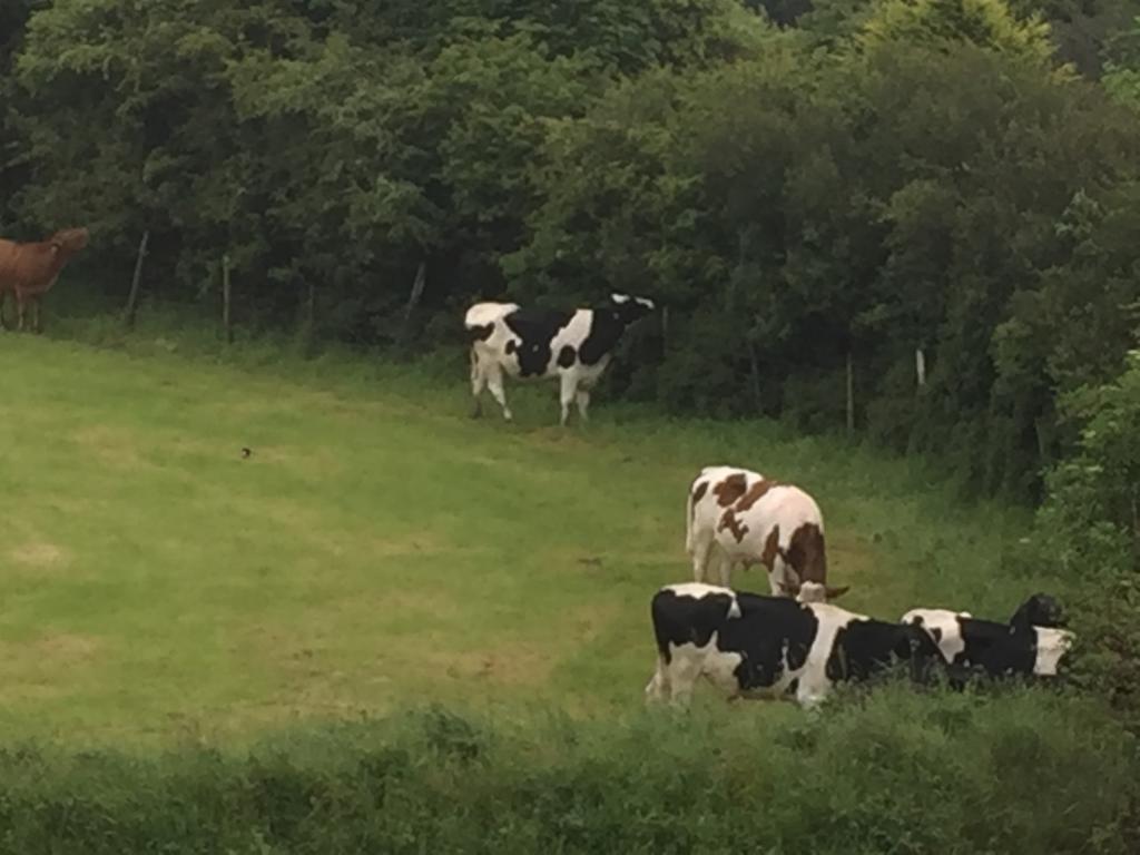 Melorne Farm Bed and Breakfast Camelford Εξωτερικό φωτογραφία